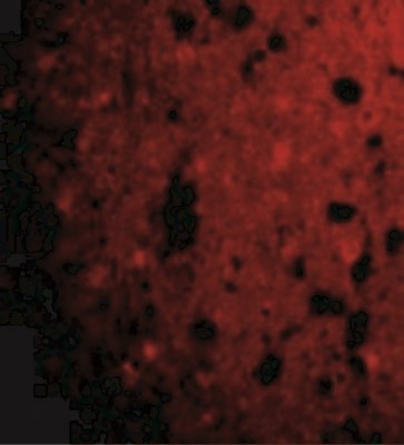 Immunocytochemistry/Immunofluorescence: CRMP1 Antibody [NBP1-76652] - Immunofluorescence of CRMP1 in Human Brain cells with CRMP1 antibody at 20 ug/mL.