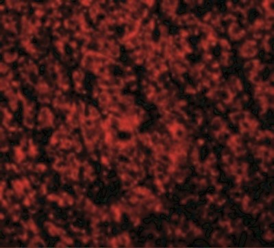 Immunofluorescence: ARMER Antibody [NBP1-77198] - Immunofluorescence of ARMER in Mouse Intestine cells with ARMER antibody at 2 ug/mL.