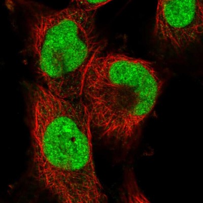 Immunocytochemistry/Immunofluorescence: Apc11 Antibody [NBP1-90139] - Immunofluorescent staining of human cell line U-251 MG shows localization to nucleoplasm.