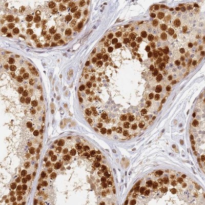Immunohistochemistry-Paraffin: C3orf37 Antibody [NBP2-14410] - Staining of human testis shows strong nuclear positivity in cells in seminiferous ducts.