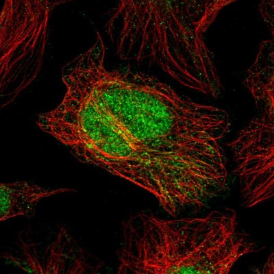 Immunocytochemistry/Immunofluorescence: C2orf49 Antibody [NBP2-14404] - Immunofluorescent staining of human cell line U-2 OS shows localization to nucleoplasm & mitochondria.