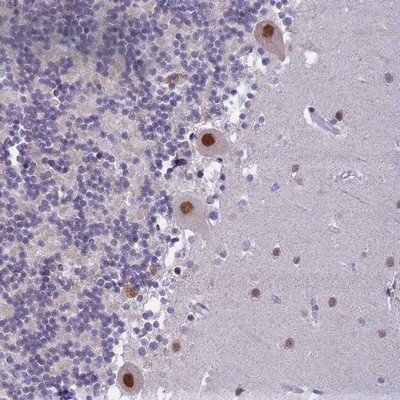 Immunohistochemistry-Paraffin: C2orf49 Antibody [NBP2-14404] - Staining of human cerebellum shows strong nuclear positivity in Purkinje cells.
