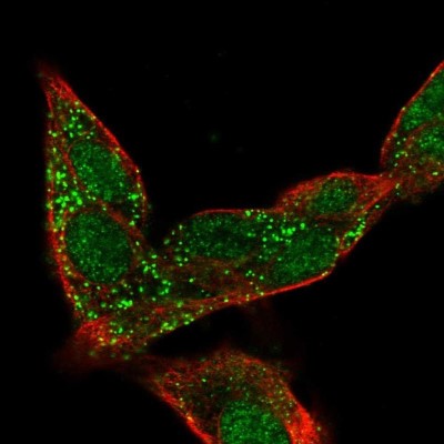 Immunocytochemistry/Immunofluorescence: PRAP1 Antibody [NBP1-80633] - Staining of human cell line Hep G2 shows localization to nucleoplasm & vesicles.
