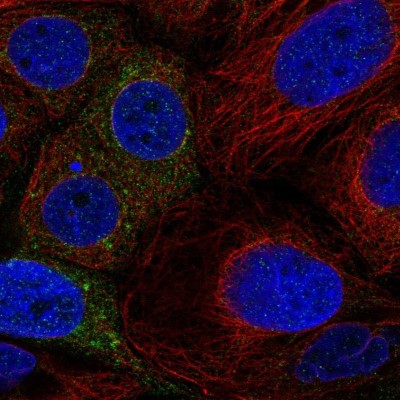 Immunocytochemistry/Immunofluorescence: PSAPL1 Antibody [NBP1-90903] - Immunofluorescent staining of human cell line CACO-2 shows localization to cytosol.