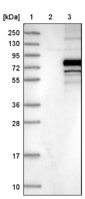 Western Blot: C3orf39 Antibody [NBP1-89205] - Lane 1: Marker [kDa] 250, 130, 95, 72, 55, 36, 28, 17, 10. Lane 2: Negative control (vector only transfected HEK293T lysate). Lane 3: Over-expression lysate (Co-expressed with a C-terminal myc-DDK tag (3.1 kDa) in mammalian HEK293T cells).