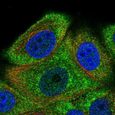 Immunocytochemistry/Immunofluorescence: HspA4L Antibody [NBP2-48700] - Immunofluorescent staining of human cell line MCF7 shows localization to cytosol.