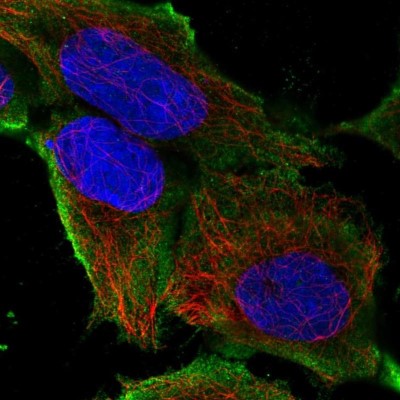 Immunocytochemistry/Immunofluorescence: SLC41A3 Antibody [NBP2-48837] - Staining of human cell line HEK 293 shows localization to plasma membrane.