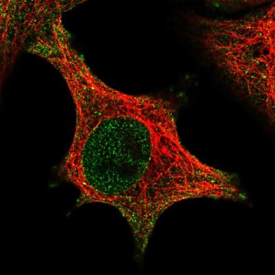 Immunocytochemistry/Immunofluorescence: CDIPT Antibody [NBP2-49233] - Immunofluorescent staining of human cell line A549 shows localization to nucleoplasm, nuclear membrane & plasma membrane.