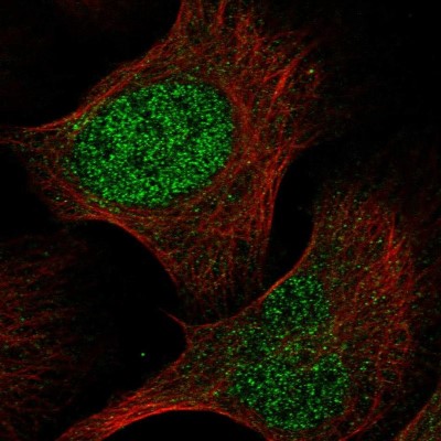 Immunocytochemistry/Immunofluorescence: RPP40 Antibody [NBP1-88765] - Immunofluorescent staining of human cell line U-2 OS shows localization to nucleoplasm.