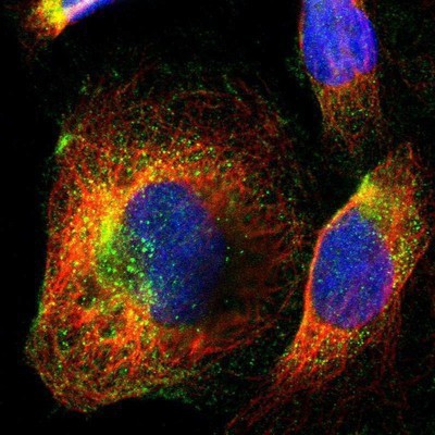 Immunocytochemistry/Immunofluorescence: STAP2 Antibody [NBP1-88586] - Staining of human cell line U-2 OS shows positivity in vesicles.
