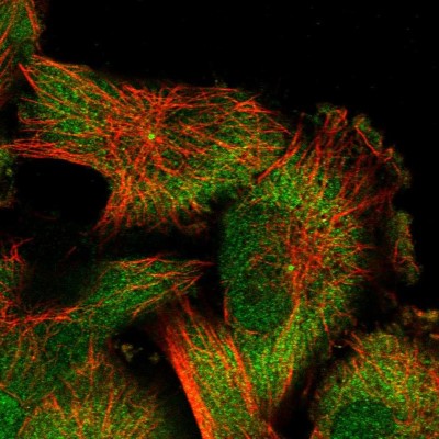 Immunocytochemistry/Immunofluorescence: CAPRIN2 Antibody [NBP1-88318] - Immunofluorescent staining of human cell line U-251 MG shows localization to nucleoplasm, cytosol & centrosome.