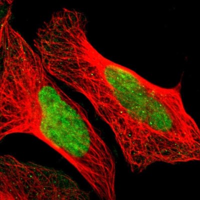 Immunocytochemistry/Immunofluorescence: POGZ Antibody [NBP1-83004] - Immunofluorescent staining of human cell line U-2 OS shows localization to nucleus.