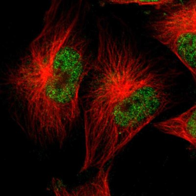 Immunocytochemistry/Immunofluorescence: CEBP epsilon Antibody [NBP1-85446] - Immunofluorescent staining of human cell line U-251 MG shows localization to nucleoplasm.