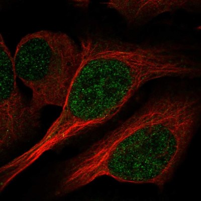 Immunocytochemistry/Immunofluorescence: PCBD1 Antibody [NBP1-84297] - Immunofluorescent staining of human cell line U-2 OS shows localization to nucleoplasm.