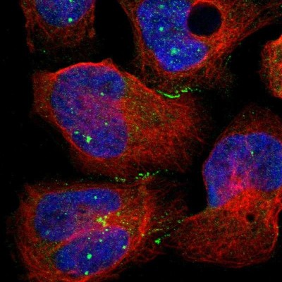 Immunocytochemistry/Immunofluorescence: CRB3 Antibody [NBP1-81185] - Immunofluorescent staining of human cell line U-2 OS shows localization to cell junctions.