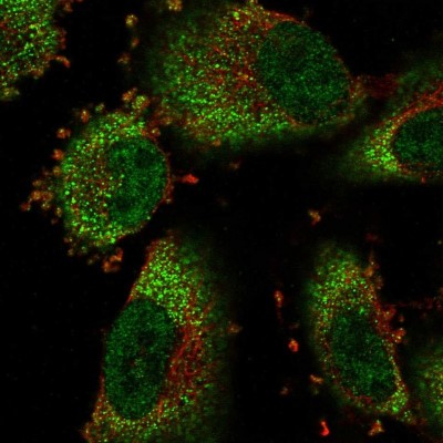 Immunocytochemistry/Immunofluorescence: COMMD8 Antibody [NBP1-82178] - Immunofluorescent staining of human cell line U-251 MG shows localization to nucleoplasm & cytosol.