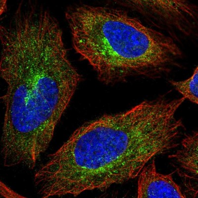 Immunocytochemistry/Immunofluorescence: Apc1 Antibody [NBP2-37901] - Immunofluorescent staining of human cell line U-2 OS shows localization to vesicles.