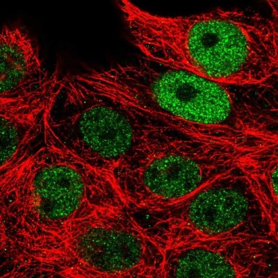 Immunocytochemistry/Immunofluorescence: TCF-3/E2A Antibody [NBP2-38961] - Staining of human cell line MCF7 shows localization to nucleoplasm.