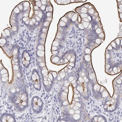 Immunohistochemistry-Paraffin: C19orf21 Antibody [NBP2-38955] - Staining of human small intestine shows strong membranous positivity in glandular cells.