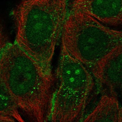 Immunocytochemistry/Immunofluorescence: Protocadherin-1 Antibody [NBP2-47321] - Staining of human cell line HaCaT shows localization to nucleoli, cell junctions & vesicles.