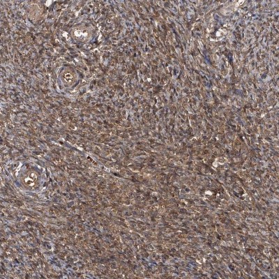 Immunocytochemistry/Immunofluorescence: HYI Antibody [NBP1-81659] - Staining of human ovary shows cytoplasmic positivity in ovarian stroma cells.