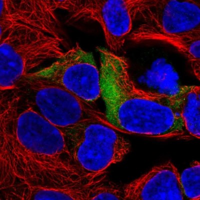 Immunocytochemistry/Immunofluorescence: RPS3A Antibody [NBP2-13264] - Staining of human cell line HEK 293 shows positivity in cytoplasm.