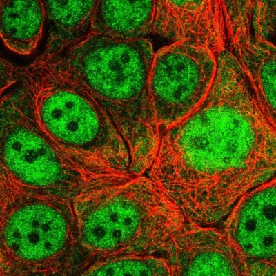 Immunocytochemistry/Immunofluorescence: RBM4B Antibody [NBP2-33503] - Staining of human cell line MCF7 shows localization to nucleoplasm & cytosol.