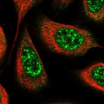 Immunocytochemistry/Immunofluorescence: MORN3 Antibody [NBP2-30560] - Immunofluorescent staining of human cell line U-2 OS shows positivity in nucleus but not nucleoli. Antibody staining is shown in green.