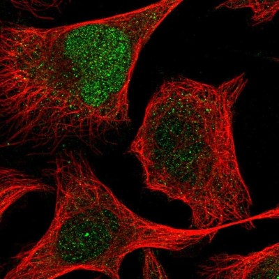 Immunocytochemistry/Immunofluorescence: ZNF394 Antibody [NBP2-30811] - Staining of human cell line U-2 OS shows localization to nucleoplasm & cytosol.
