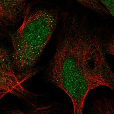 Immunocytochemistry/Immunofluorescence: ARMCX6 Antibody [NBP2-30809] - Immunofluorescent staining of human cell line U-2 OS shows localization to nucleus & cytosol.