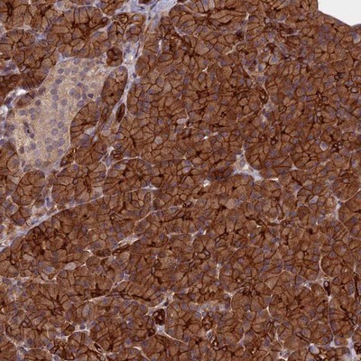 Immunohistochemistry-Paraffin: C4orf22 Antibody [NBP1-86203] - Staining of human pancreas shows strong cytoplasmic and membranous positivity in exocrine glandular cells.