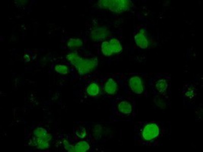 Immunocytochemistry/Immunofluorescence: EMG1 Antibody (1B8) [NBP2-02575] - Staining of COS7 cells transiently transfected by pCMV6-ENTRY EMG1.