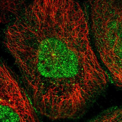 Immunocytochemistry/Immunofluorescence: RASSF4 Antibody [NBP1-89249] - Immunofluorescent staining of human cell line A-431 shows localization to nucleus, nucleoli & cell junctions.