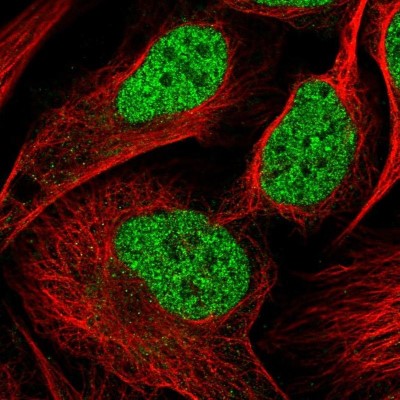 Immunocytochemistry/Immunofluorescence: NSMCE4A Antibody [NBP1-90789] - Staining of human cell line U-2 OS shows localization to nucleoplasm.