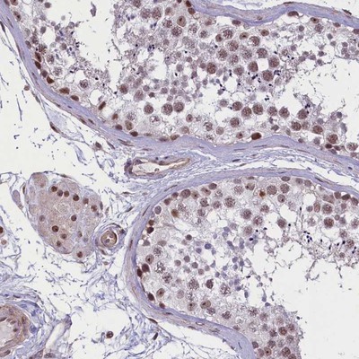 Immunohistochemistry-Paraffin: C19orf66 Antibody [NBP1-90417] - Staining of human testis shows moderate nuclear positivity in cells in seminiferus ducts and Leydig cells.