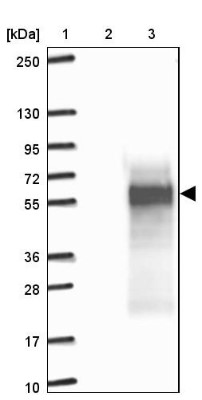 Western Blot: C4orf19 Antibody [NBP1-91734] - Lane 1: Marker [kDa] 250, 130, 95, 72, 55, 36, 28, 17, 10. Lane 2: Negative control (vector only transfected HEK293T lysate). Lane 3: Over-expression lysate (Co-expressed with a C-terminal myc-DDK tag (3.1 kDa) in mammalian HEK293T cells).