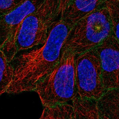 Immunocytochemistry/Immunofluorescence: C4orf19 Antibody [NBP1-91734] - Staining of human cell line RT4 shows localization to microtubule organizing center & cell junctions.
