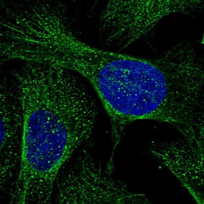 Immunocytochemistry/Immunofluorescence: RHBDD3 Antibody [NBP1-92331] - Immunofluorescent staining of human cell line U-2 OS shows localization to microtubules.