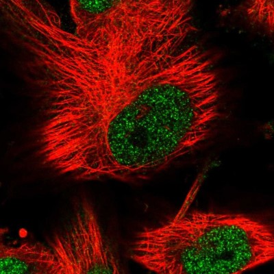 Immunocytochemistry/Immunofluorescence: PHF15 Antibody [NBP1-81531] - Immunofluorescent staining of human cell line U-251 MG shows localization to nucleoplasm.