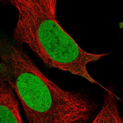 Immunocytochemistry/Immunofluorescence: PCNP Antibody [NBP1-86312] - Immunofluorescent staining of human cell line U-2 OS shows localization to nucleoplasm.