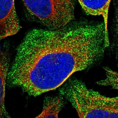 Immunocytochemistry/Immunofluorescence: Hemogen Antibody [NBP1-84909] - Staining of human cell line U-2 OS shows positivity in plasma membrane and cytoplasm.