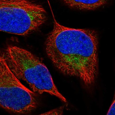 Immunocytochemistry/Immunofluorescence: SFXN2 Antibody [NBP1-85960] - Immunofluorescent staining of human cell line U-2 OS shows localization to mitochondria.