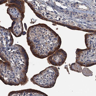 Immunohistochemistry-Paraffin: C10orf107 Antibody [NBP1-88738] - Staining of human placenta shows strong cytoplasmic positivity in trophoblastic cells.