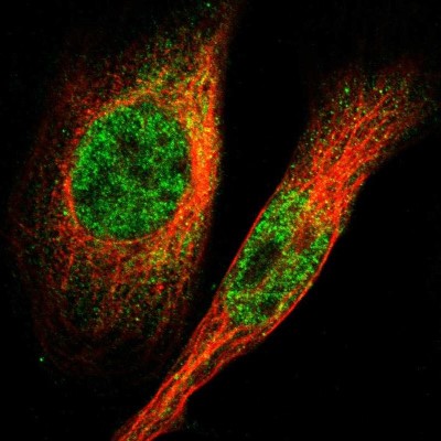Immunocytochemistry/Immunofluorescence: LRRC14 Antibody [NBP1-81557] - Immunofluorescent staining of human cell line U-2 OS shows localization to nucleoplasm & cytosol.