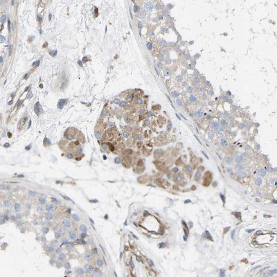 Immunohistochemistry-Paraffin: Torsin 1B Antibody [NBP1-84984] - Staining of human testis shows moderate cytoplasmic positivity in Leydig cells.