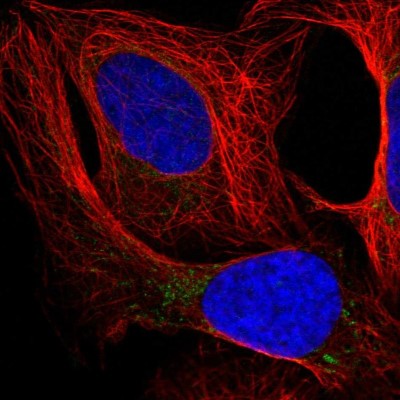 Immunocytochemistry/Immunofluorescence: OSGEPL1 Antibody [NBP1-85928] - Immunofluorescent staining of human cell line U-2 OS shows localization to mitochondria.