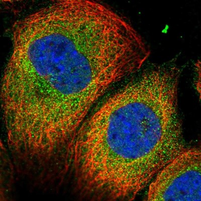 Immunocytochemistry/Immunofluorescence: C16orf45 Antibody [NBP1-81996] - Immunofluorescent staining of human cell line A-431 shows localization to cytosol.
