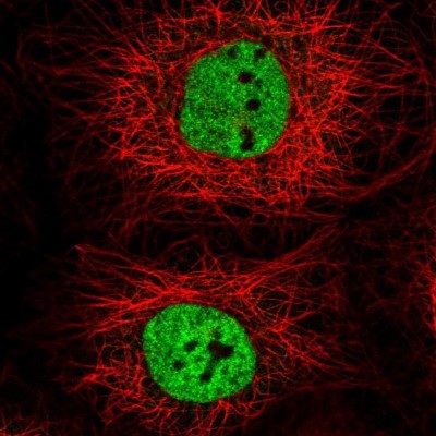 Immunocytochemistry/Immunofluorescence: FAM129B Antibody [NBP1-88782] - Staining of human cell line A-431 shows positivity in nucleus but not nucleoli.