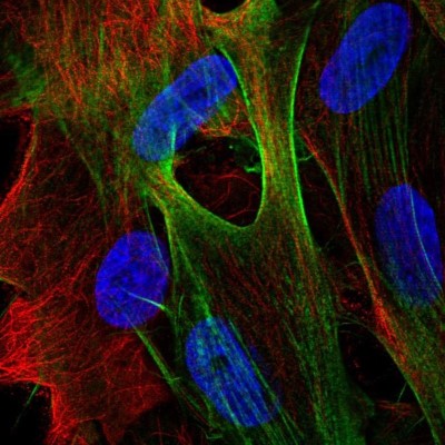 Immunocytochemistry/Immunofluorescence: ARSJ Antibody [NBP2-48658] - Staining of human cell line BJ shows localization to actin filaments.
