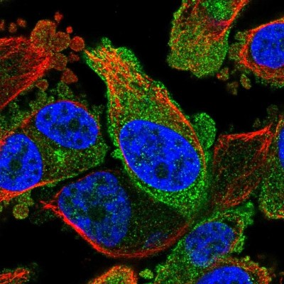 Immunocytochemistry/Immunofluorescence: FKBP13/FKBP2 Antibody [NBP2-38604] - Immunofluorescent staining of human cell line PC-3 shows localization to plasma membrane.